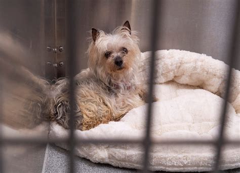 Tustin animal shelter - “OC Animal Care plays an important role in Orange County, providing shelter and services to about 180 animals each day, licensing approximately 130,000 pets each year, and delivering patrol ...